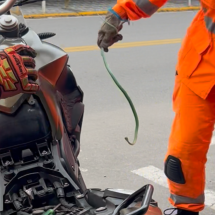 Vídeo mostra captura de cobra escondida em motocicleta em MG - Corpo de Bombeiros/Reprodução