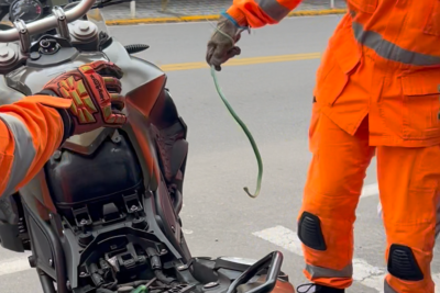 Os bombeiros deram partida no motor da moto para estimular a saída do animal, estratégia que funcionou -  (crédito: Corpo de Bombeiros/Reprodução)