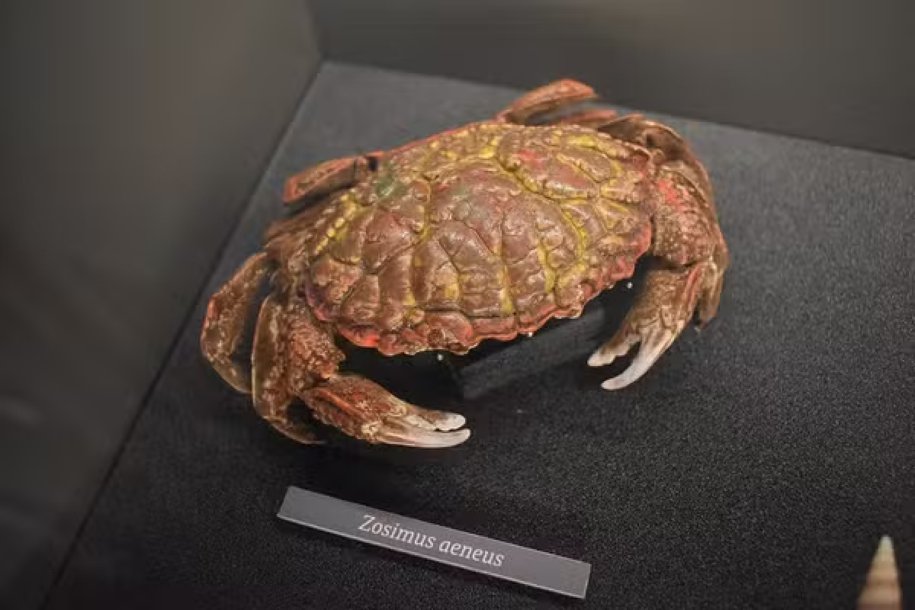 Caranguejo-do-diabo: o perigo oculto que pode levar à morte - Portal Giro 10