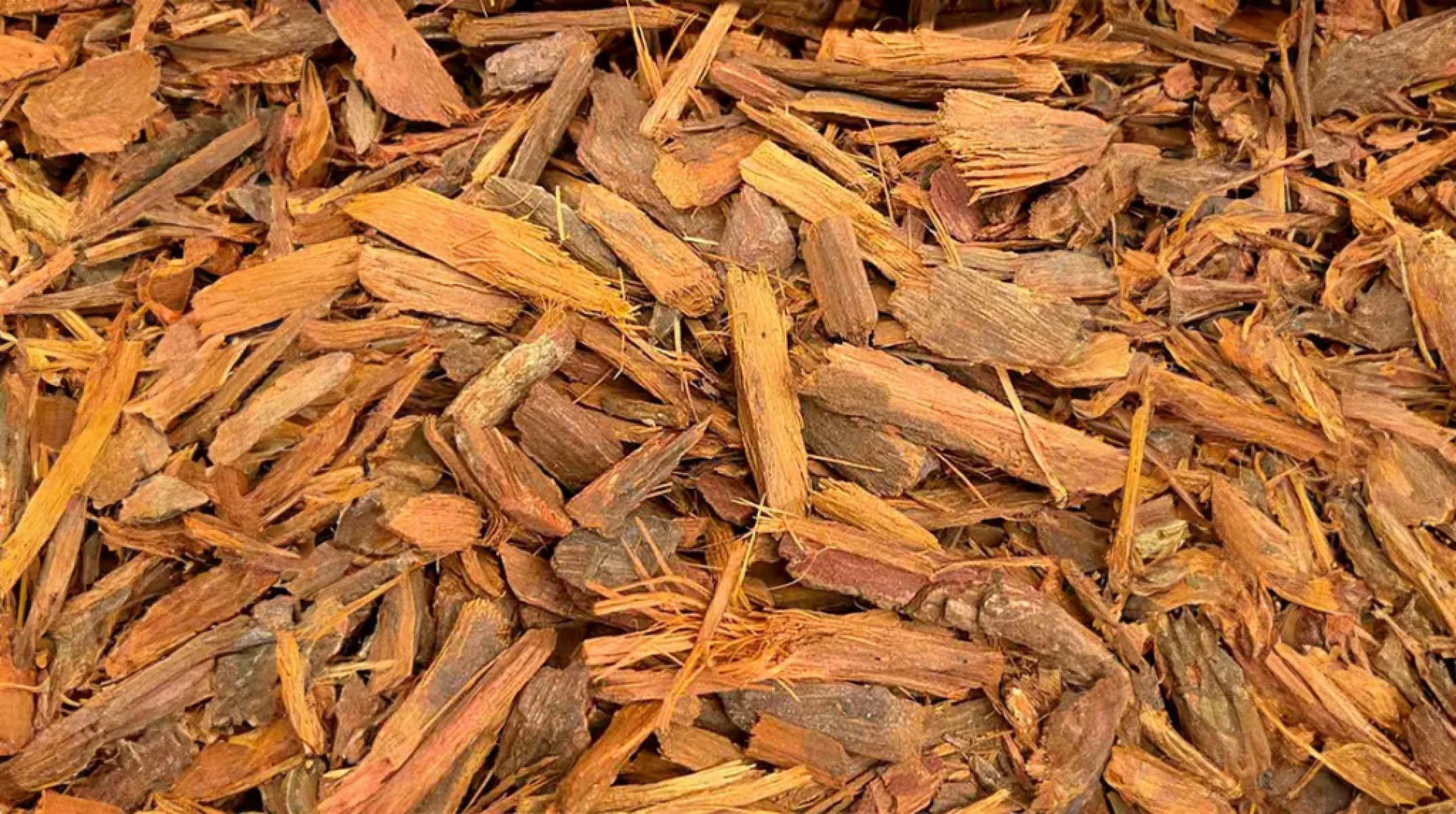 Quais as propriedades do uxi amarelo? - Portal Giro 10