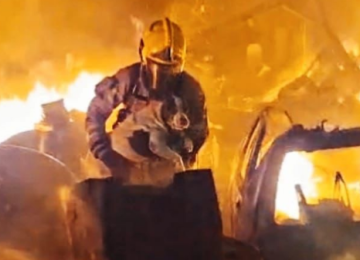 Os bombeiros localizaram a cadela dentro de um banheiro. O animal foi retirado sem ferimentos aparentes e entregue ao proprietário -  (crédito: Corpo de Bombeiros/Reprodução)