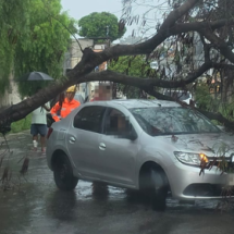 Chuva em BH: árvore atinge carro com idosa - Corpo de Bombeiross/Reprodução