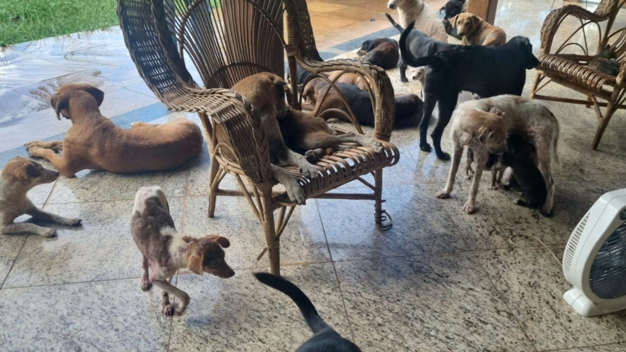 PM prende mulher por maus-tratos a 22 cachorros em Uberl&acirc;ndia -  (crédito: PMMG/Divulga&ccedil;&atilde;o)