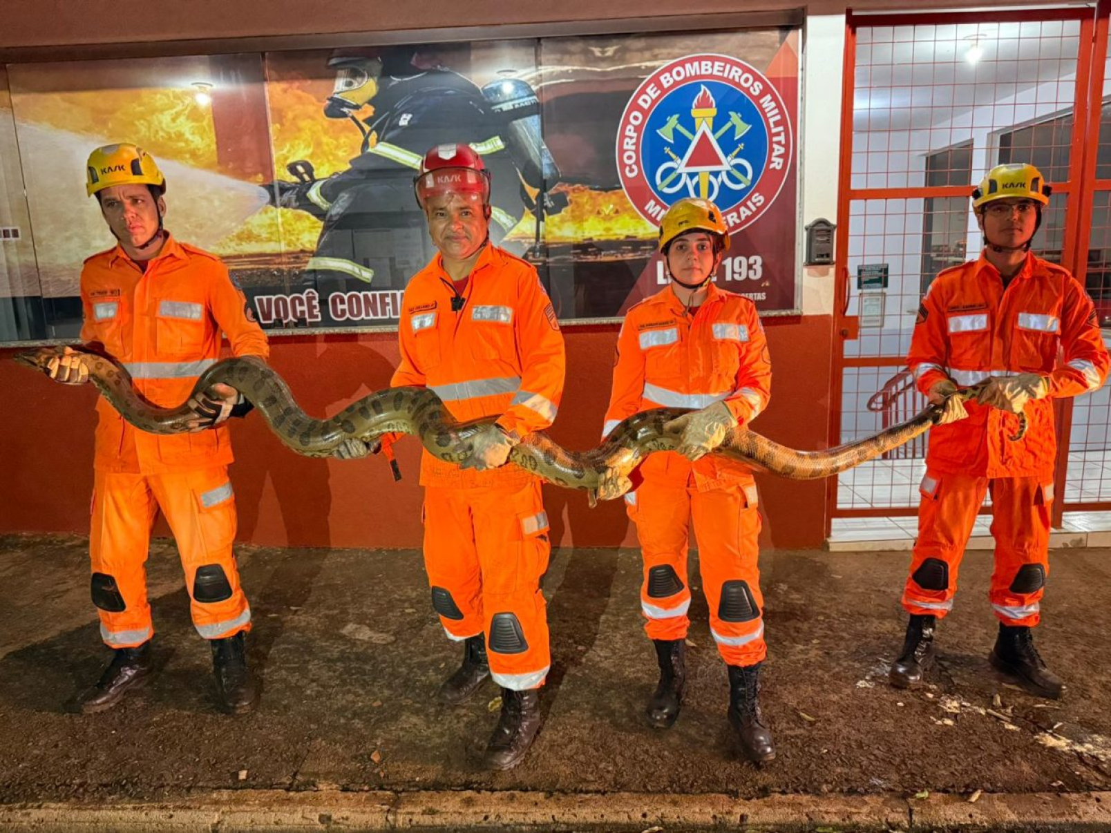 Sucuri de 4 metros &eacute; capturada na cidade de Ituiutaba -  (crédito: CBMG/divulga&ccedil;&atilde;o)