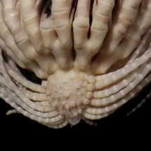 Animal com 20 braços atrai curiosidade na Antártida - divulgação / Invertebrate Systematics