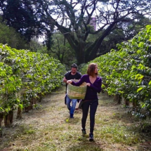 Maior cafezal urbano do planeta fica no Brasil - Instituto Biológico Flickr