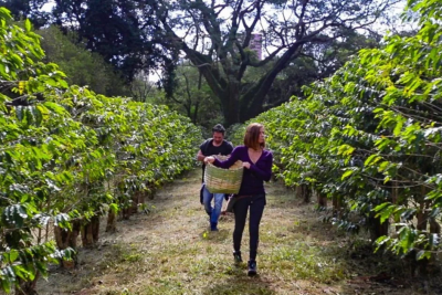 <p>O maior cafezal urbano do planeta fica no Instituto Biológico, em São Paulo. O espaço reúne cerca de 2.200 pés de café em uma área de 10 mil metros quadrados, conhecida pelas flores brancas que anunciam a qualidade da próxima colheita.</p>
 -  (crédito: Instituto Biológico Flickr)