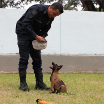 Nova recruta canina: população decide nome de filhote da Guarda de BH - Crédito: Junia Garrido/PBH