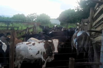 Home é preso em flagrante com 21 cabeças de gado furtadas -  (crédito: DivulgaÃ§Ã£o/PMMG)