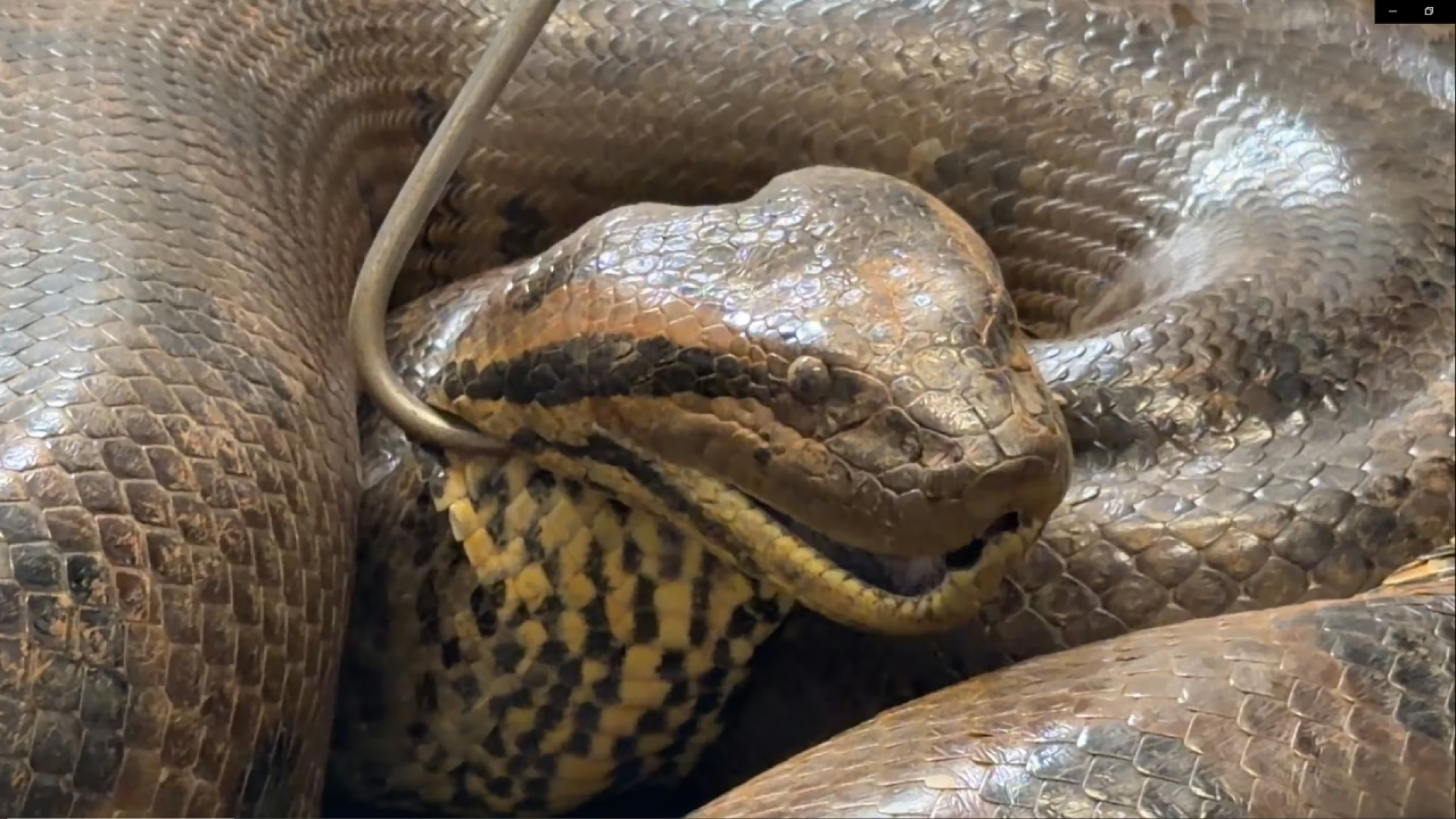 V&iacute;deo: Sucuri de 70kg &eacute; encontrada em &aacute;rea urbana de Uberl&acirc;ndia -  (crédito: Reprodu&ccedil;&atilde;o/TV Parana&iacute;ba/Deborah Peres)