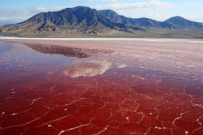 O Lago Natron é um dos lugares mais impressionantes e perigosos do mundo. Trata-se de um lago salino e com pH altamente alcalino (cerca de 10,5)  localizado no norte da Tanzânia, perto da fronteira com o Quênia.  -  (crédito: reprodução bioorbis.org)