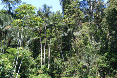 As florestas espalhadas pelo mundo têm imensa importância para a preservação do nosso habitat natural. Veja quais são as maiores do planeta em área territorial.  -  (crédito: Shao wikimedia commons)