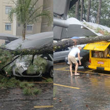 Árvore de grande porte cai e atinge cinco carros em condomínio na Grande BH - Corpo de Bombeiros/Reprodução