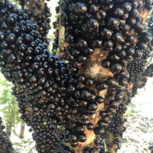 Técnica inovadora usa resíduos de jabuticaba para proteção da saúde - Divulgação/Festival da Jabuticaba de Sabará