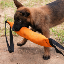 Votação para escolher nome da nova recruta canina da Guarda é prorrogada