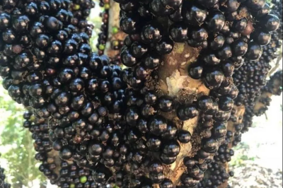 Pesquisadores da Universidade Estadual de Campinas desenvolveram uma técnica que ajuda a preservar os chamados probióticos, bactérias benéficas para o organismo. Essas bactérias costumam ser frágeis e podem morrer antes de cumprir sua função no corpo. -  (crédito: Divulgação/Festival da Jabuticaba de Sabará)