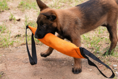 A iniciativa lúdica busca aproximar a população do trabalho desenvolvido pela Guarda Municipal -  (crédito: Junia Garrido/PBH)