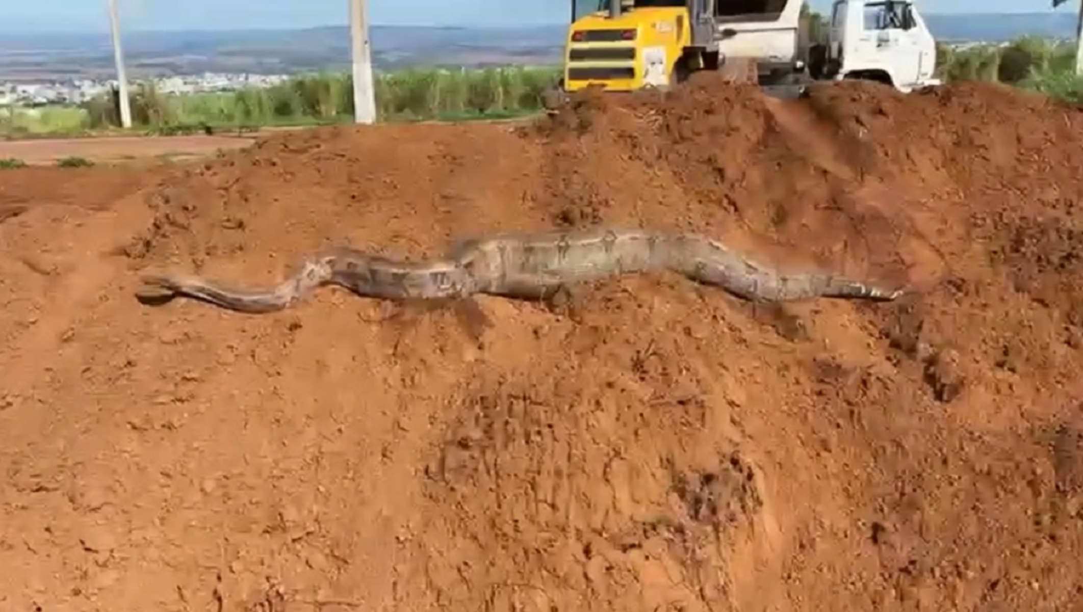 V&iacute;deo: jiboia assusta trabalhadores em obra em Patos de Minas -  (crédito: Reprodu&ccedil;&atilde;o/Redes sociais)