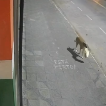 Vídeo: vira-lata herói 'rouba' sacola de ladrões durante furto em MG - Redes Sociais/Reprodução