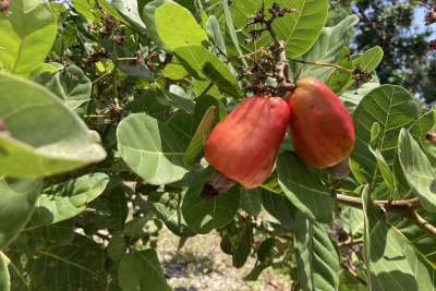 Muito comum no Brasil, o caju costuma gerar dúvidas sobre sua classificação. Afinal, aquilo que popularmente chamamos de fruto é, na verdade, um pseudofruto ligado à castanha que cresce em sua extremidade. -  (crédito: Divulgação Embrapa)