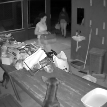 Vídeo mostra mulheres entrando em abrigo e abandonando sete gatos - Material cedido ao Correio