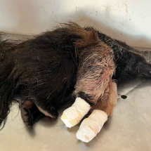 Tamanduá filhote é resgatado com vida, abraçado à mãe atropelada - CBMG/Divulga&ccedil;&atilde;o
