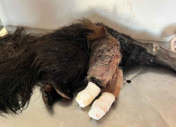 Tamandu&aacute; filhote &eacute; resgatado com vida, abra&ccedil;ado na m&atilde;e atropelada -  (crédito: CBMG/Divulga&ccedil;&atilde;o)