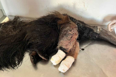 Tamandu&aacute; filhote &eacute; resgatado com vida, abra&ccedil;ado na m&atilde;e atropelada -  (crédito: CBMG/Divulga&ccedil;&atilde;o)