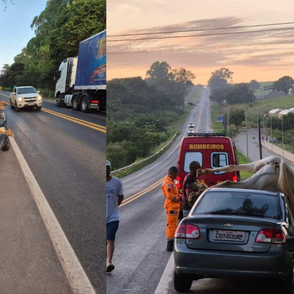 Carro atropela cavalo, que fica sobre capô e morre em MG