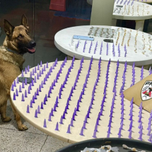 BH: homem é preso na Boca dos Pitbulls com 300 pinos de cocaína - PMMG/Reprodução