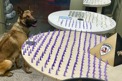 Ao todo, foram apreendidos 300 pinos de cocaína, 196 pedras de crack, 36 buchas de maconha, além de R$ 246 em dinheiro e um aparelho celular -  (crédito: PMMG/Reprodução)