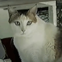 Os bigodes dos gatos como sensores 3D: a ciência por trás das vibrissas e da navegação em total escuridão - Portal Giro 10