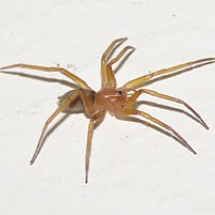 A aranha “Pink Floyd”: o pequeno gigante das frestas que protege sua casa - Portal Giro 10