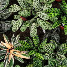 Quando as folhas se movem: como a nictinastia funciona e por que algumas plantas fecham à noite para sobreviver e se proteger - Portal Giro 10