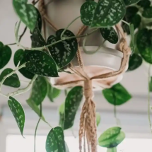 Por que a jiboia muda de forma? Ciência explica folhas gigantes e recortadas quando a planta sobe árvores tropicais - Portal Giro 10