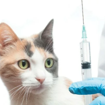 HypoCat: a vacina que neutraliza a proteína causadora da alergia a gatos e aproxima pets de tutores alérgicos - Portal Giro 10