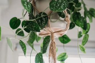 Por que a jiboia muda de forma? Ciência explica folhas gigantes e recortadas quando a planta sobe árvores tropicais
