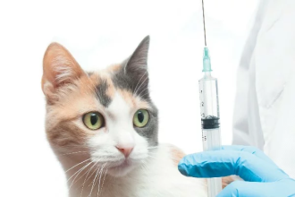HypoCat: a vacina que neutraliza a proteína causadora da alergia a gatos e aproxima pets de tutores alérgicos