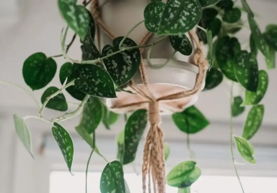 Por que a jiboia muda de forma? Ciência explica folhas gigantes e recortadas quando a planta sobe árvores tropicais
