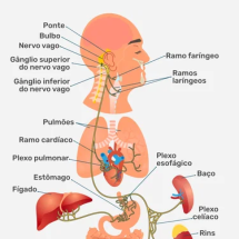 O segundo cérebro: como o eixo intestino-cérebro influencia humor, ansiedade e depressão - Portal Giro 10