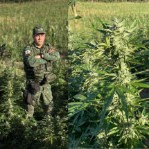 MG: sequestro leva PM a encontrar 30 mil pés de maconha - PMMG/Reprodução