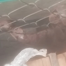 Vídeo: jiboia é encontrada em pátio de empresa de Uberlândia - ReproduÃ§Ã£o/redes sociais