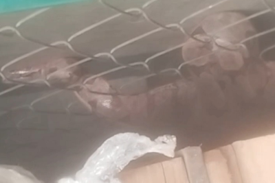 Vídeo: Jiboia é encontrada em pátio de empresa de Uberlândia -  (crédito: ReproduÃ§Ã£o/redes sociais)