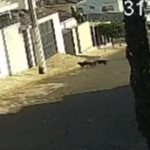 Vídeo: dois pitbulls atacam cachorro de rua em Patos de Minas - Reprodu&ccedil;&atilde;o/Redes sociais