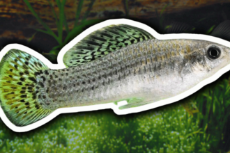 A espécie de peixe que vive sem machos há 100 mil anos