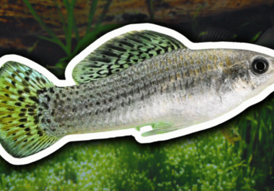 A espécie de peixe que vive sem machos há 100 mil anos