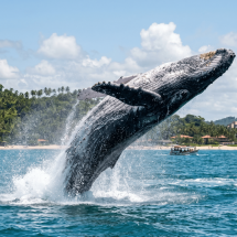Ilhéus atrai turistas na temporada das jubartes - DINO
