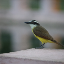 Lagoa do Nado recebe projeto de observação de aves neste sábado (18/7) - Marcos Vieira /EM/DA. 
