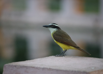 Parque da Lagoa do Nado recebe observação de pássaros neste sábado (18/7) -  (crédito: Marcos Vieira /EM/DA. )