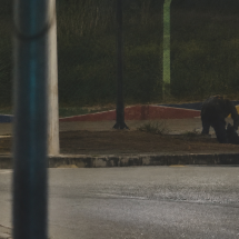 BH: homem é preso por furto de cabos na Avenida Vilarinho, em Venda Nova - Guarda Civil Municipal/Reprodução